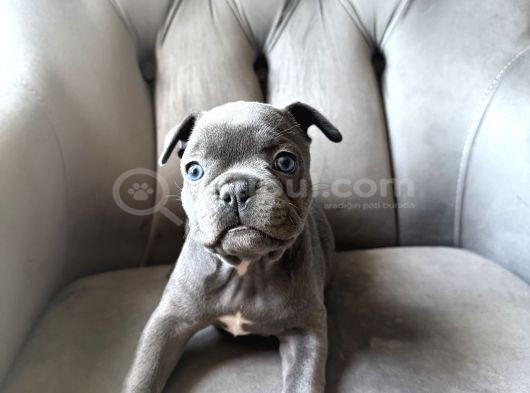 Blu French Bulldog Evde Beslediğimiz Evlatların Yavruları görsel