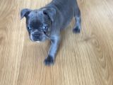 Blu French Bulldog Evde Beslediğimiz Evlatların Yavruları