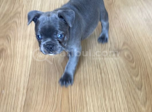 Blu French Bulldog Evde Beslediğimiz Evlatların Yavruları görsel