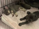 Blu French Bulldog Evde Beslediğimiz Evlatların Yavruları