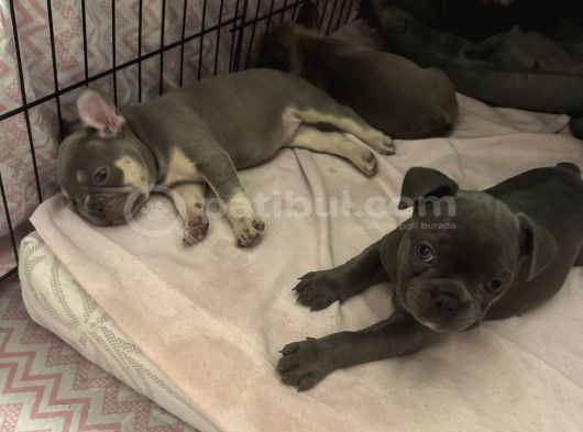 Blu French Bulldog Evde Beslediğimiz Evlatların Yavruları görsel