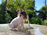 Kısa Kuyruk Kısa Bacak Jack Russel Terrier