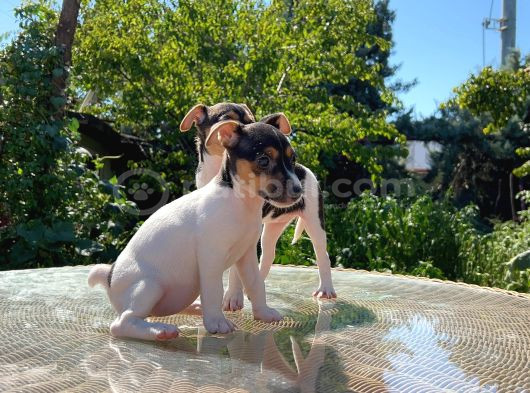 Kısa Kuyruk Kısa Bacak Jack Russel Terrier görsel