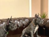 Blu French Bulldog Evde Beslediğimiz Evlatların Yavruları