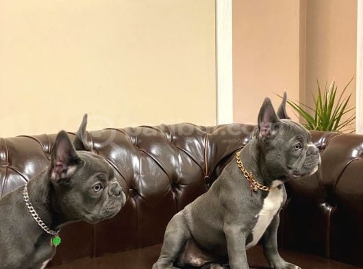 Blu French Bulldog Evde Beslediğimiz Evlatların Yavruları görsel