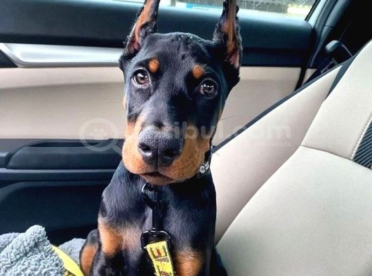 Ölümün Haberci̇si̇ Doberman