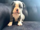 Blu french bulldog evde beslediğimiz evlatların yavruları