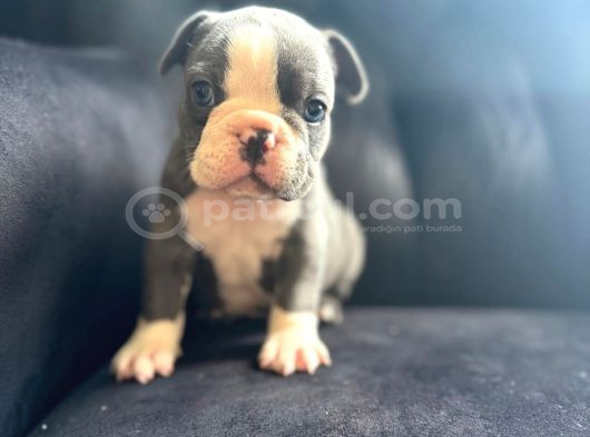 Blu French Bulldog Evde Beslediğimiz Evlatların Yavruları