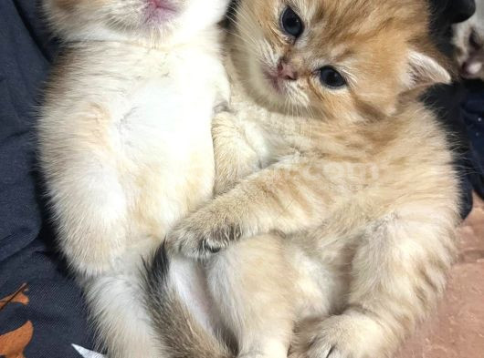 Golden Ve Beyaz Cins Tatlı Oyuncu Yavrularım görsel