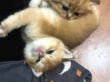 Golden ve beyaz cins tatlı oyuncu yavrularım