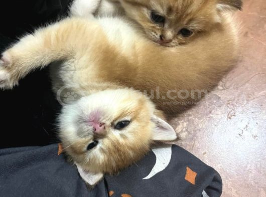 Golden Ve Beyaz Cins Tatlı Oyuncu Yavrularım