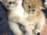 Golden Ve Beyaz Cins Tatlı Oyuncu Yavrularım