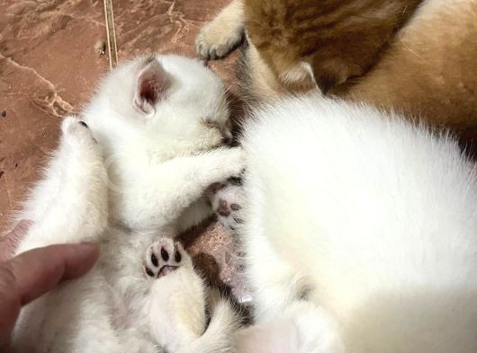 Golden Ve Beyaz Cins Tatlı Oyuncu Yavrularım görsel