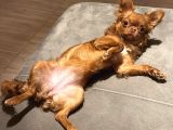 Orjinal Chihuahua Tea Cup Uzun Tüylü Dişi