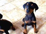 Saf Kan Doberman Yavrularımız Ömürlük Ailesini Ariyor