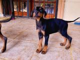 Saf Kan Doberman Yavrularımız Ömürlük Ailesini Ariyor