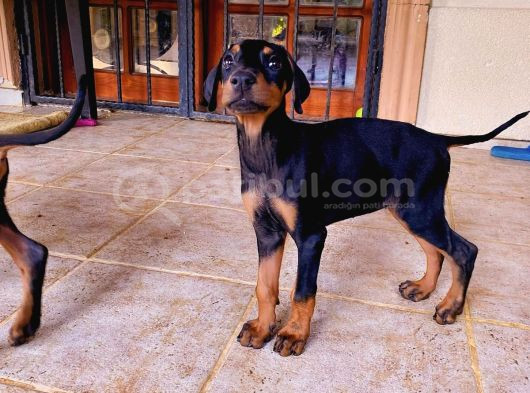 Saf Kan Doberman Yavrularımız Ömürlük Ailesini Ariyor görsel