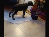 Saf Kan Doberman Yavrularımız Ömürlük Ailesini Ariyor