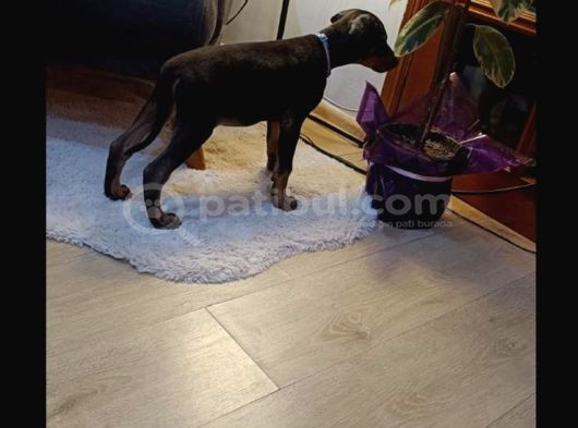 Saf Kan Doberman Yavrularımız Ömürlük Ailesini Ariyor görsel