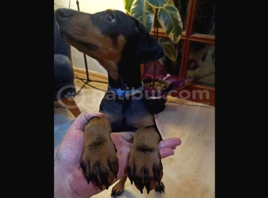 Saf Kan Doberman Yavrularımız Ömürlük Ailesini Ariyor görsel