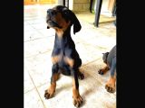 Saf Kan Doberman Yavrularımız Ömürlük Ailesini ariyor