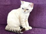 Blue Point Shorthair Yavrumuz