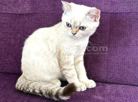 Blue Point Shorthair Yavrumuz