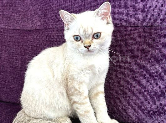 Blue Point Shorthair Yavrumuz görsel