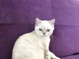 Blue Point Shorthair Yavrumuz