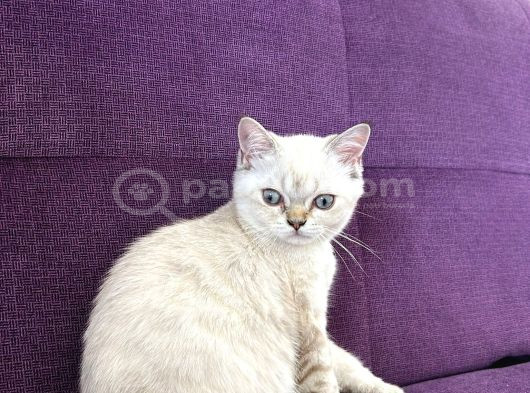 Blue Point Shorthair Yavrumuz görsel
