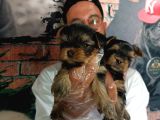 Teacup Yorkshire Terrier Bebekler