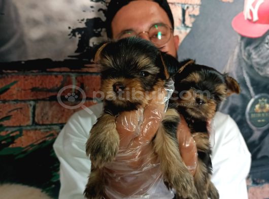 Teacup Yorkshire Terrier Bebekler görsel