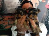 Teacup Yorkshire Terrier Bebekler