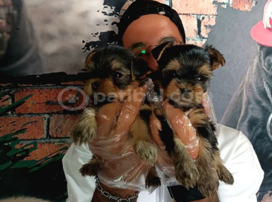 Teacup Yorkshire Terrier Bebekler görsel