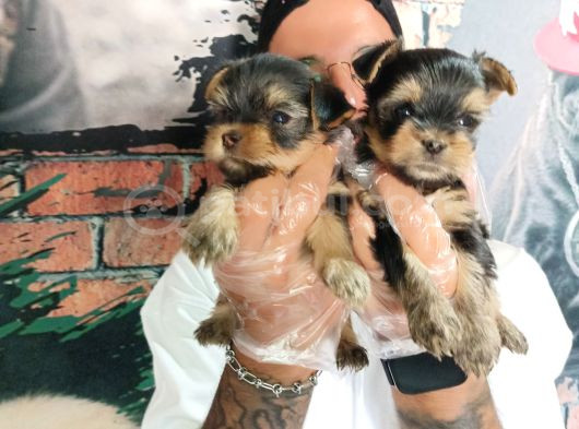 Teacup Yorkshire Terrier Bebekler