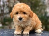 ÇOK ÖZEL MALTİPOO YAVRULARIMIZ