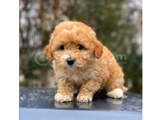 ÇOK ÖZEL MALTİPOO YAVRULARIMIZ