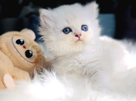 Muhteşem Kalite Scottish Longhair Bebekleriö görsel