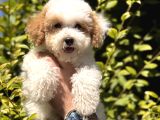 Nadir Renkteki Partycolor Poodle Yavrumuz