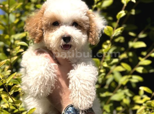 Nadir Renkteki Partycolor Poodle Yavrumuz görsel