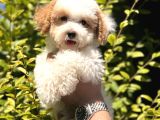 Nadir Renkteki Partycolor Poodle Yavrumuz