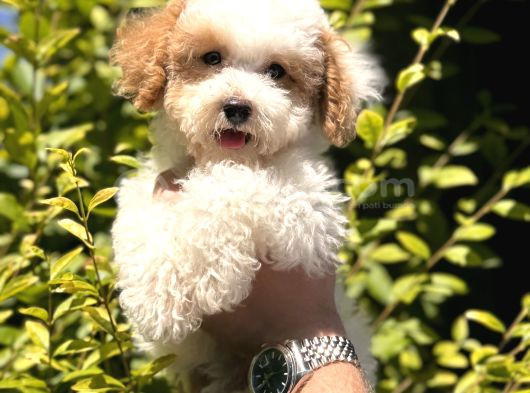 Nadir Renkteki Partycolor Poodle Yavrumuz görsel
