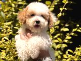 Nadir Renkteki Partycolor Poodle Yavrumuz