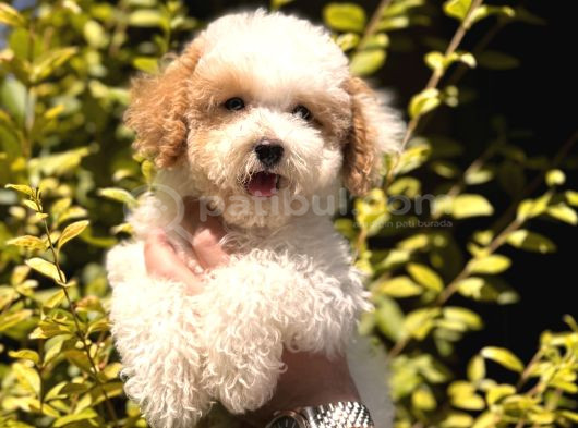 Nadir Renkteki Partycolor Poodle Yavrumuz görsel