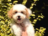 Nadir renkteki Partycolor Poodle yavrumuz