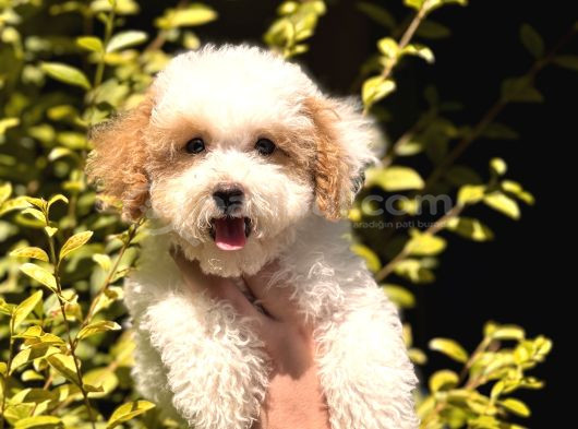 Nadir Renkteki Partycolor Poodle Yavrumuz