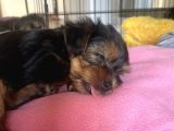 yavru yorkshire terrier