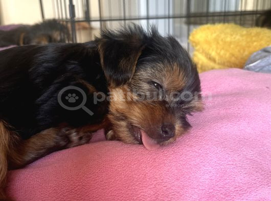 Yavru Yorkshire Terrier
