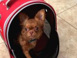 Orjinal Chihuahua Tea Cup uzun Tüylü Dişi