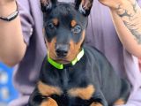Kulak Kuyruk Estetikli Europan Doberman Yavrular